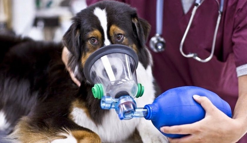 Астма у собаки