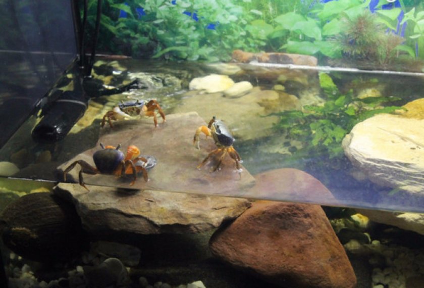 Крабы Крабы