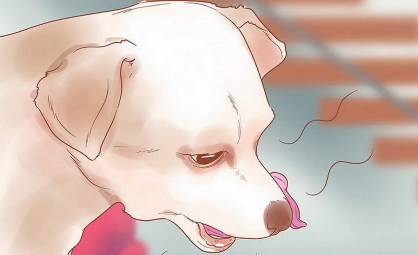 Кашель и астма у собаки