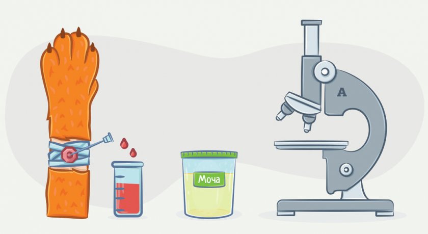 Диагностика заболевания