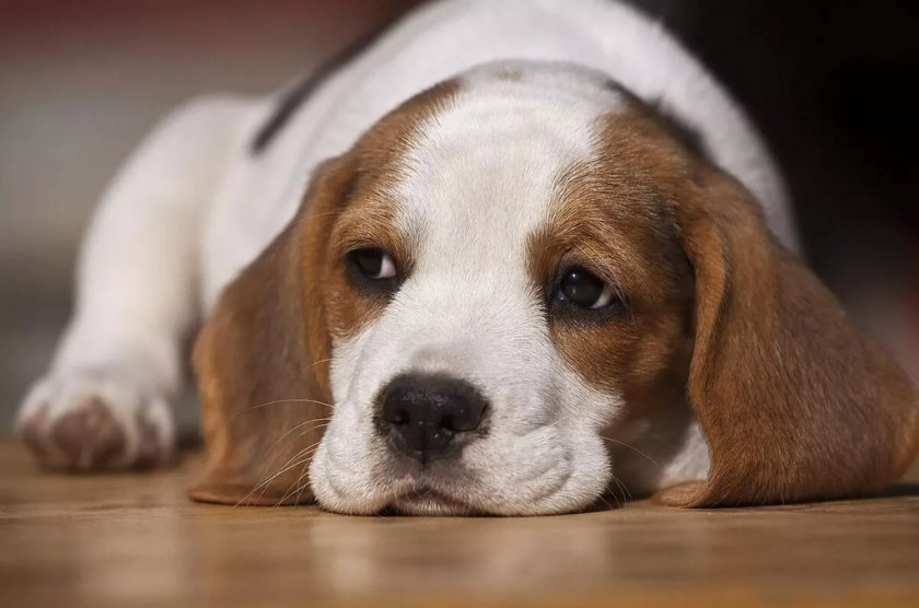 Больная собака Больная собака