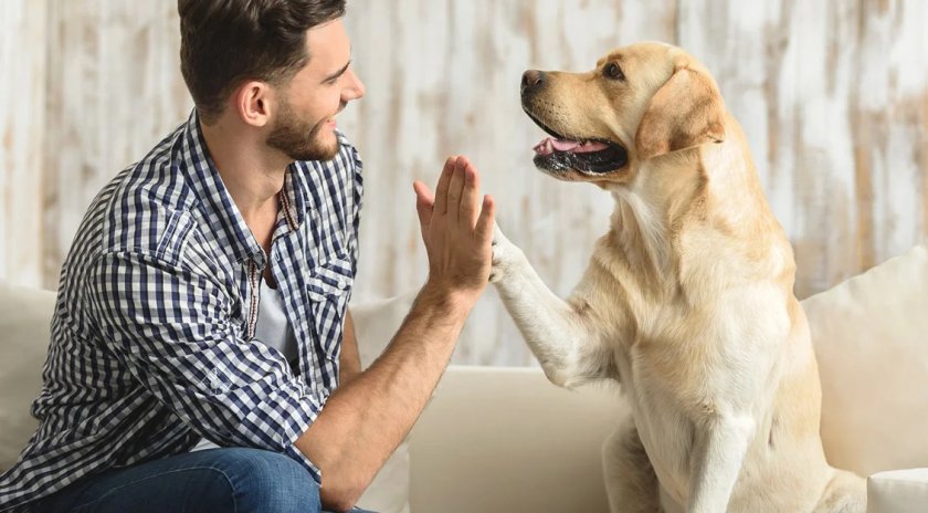 Здоровая собака