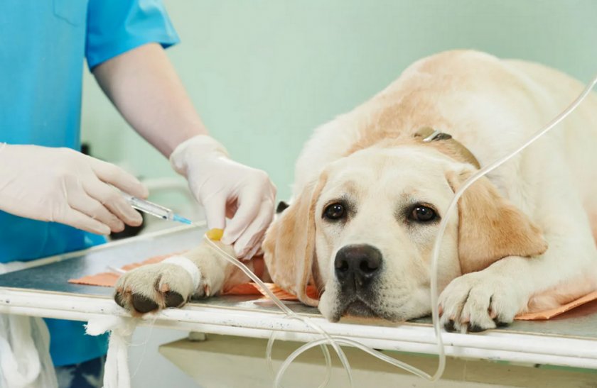 Детоксикация собаки Детоксикация собаки