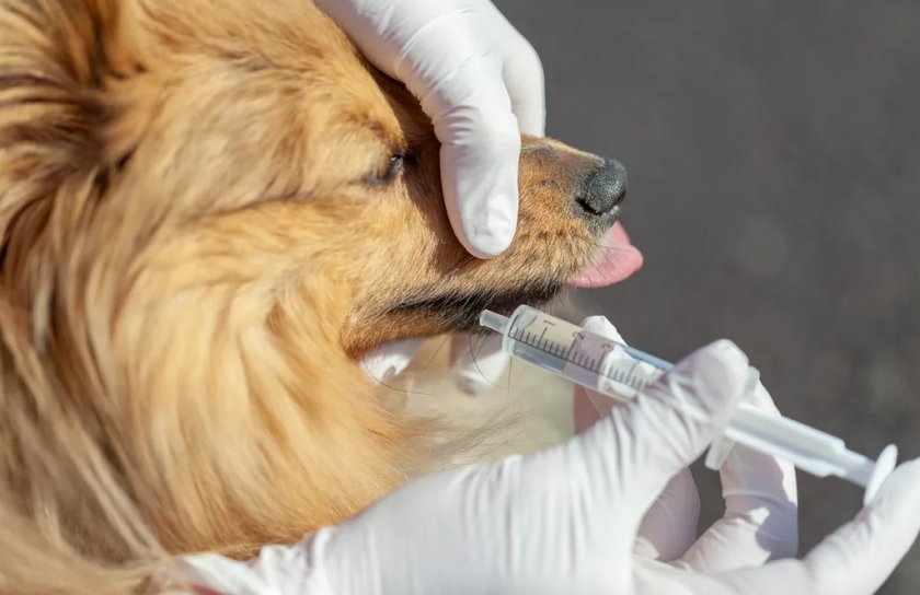 Дегельминтизация собаки Дегельминтизация собаки