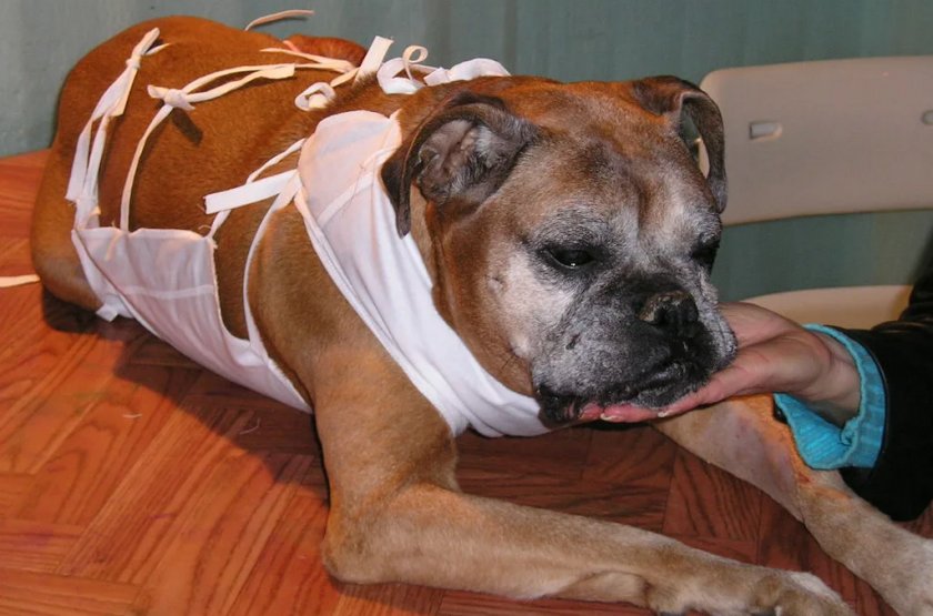 Собака после операции пиометры