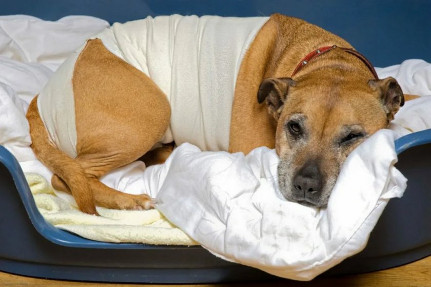 Собака после операции Собака после операции