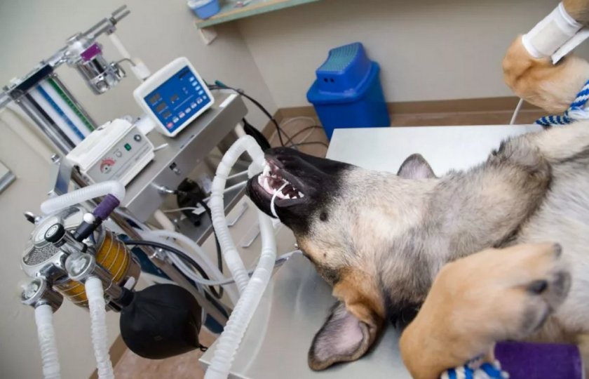 Собака под наркозом Собака под наркозом