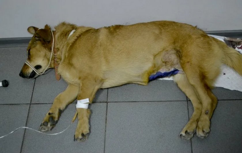 Собака после операции пиометры Собака после операции пиометры