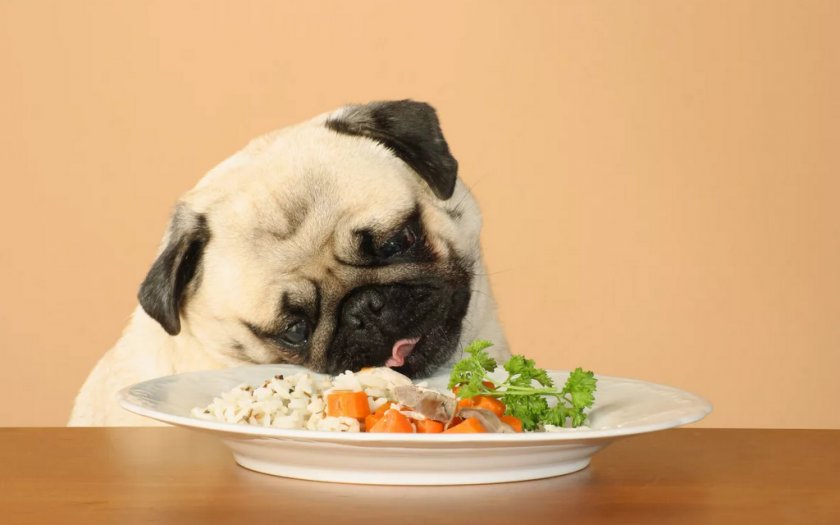 Питание собаки Питание собаки