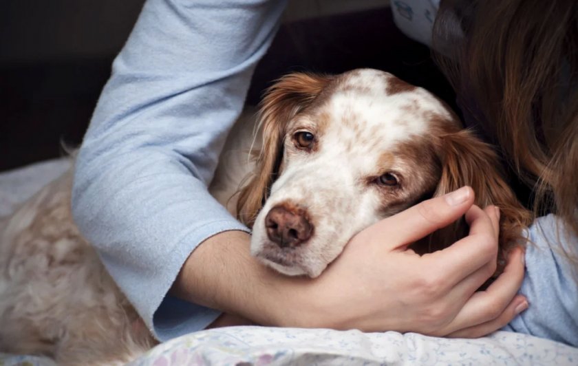 Восстановление собаки Восстановление собаки