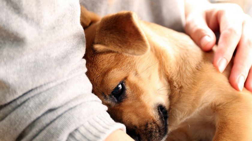 Миозит у собаки