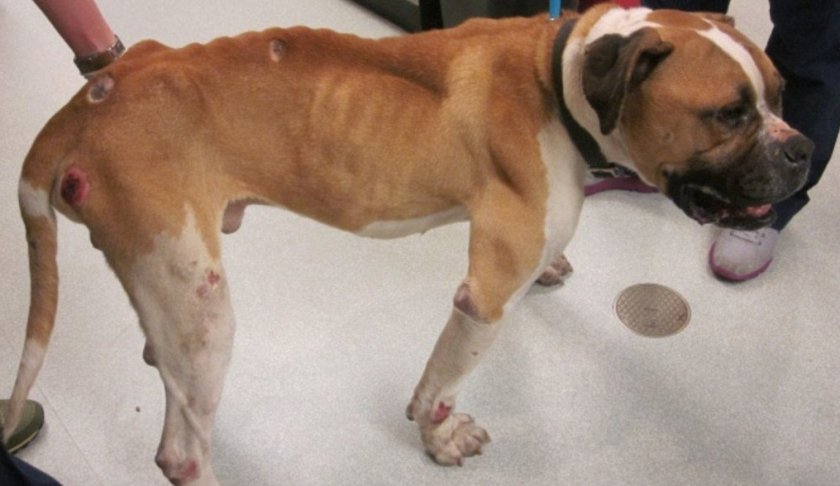 Миозит у собаки