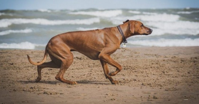 Миозит у собаки