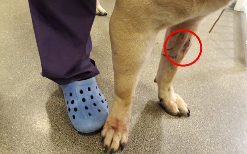 Гнойный миозит у собаки