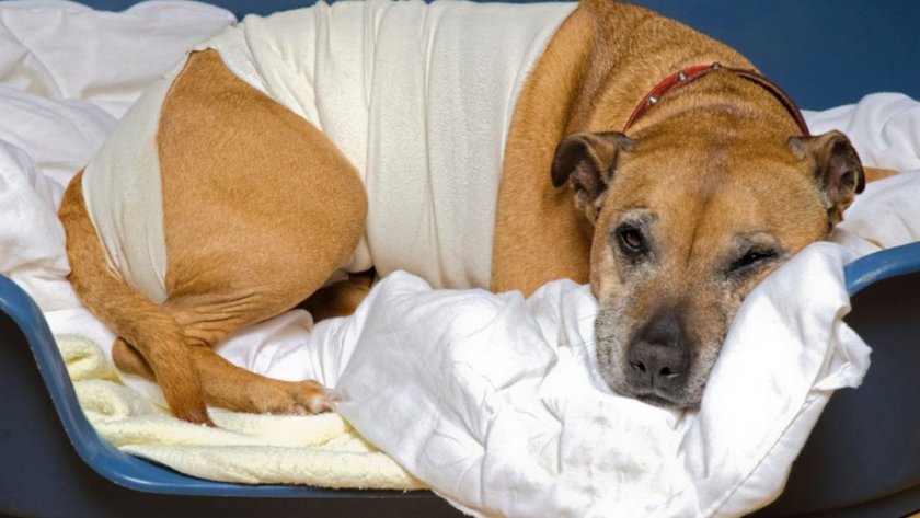 Уход за больной собакой