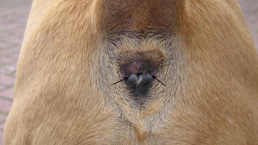 Параанальные железы у собак