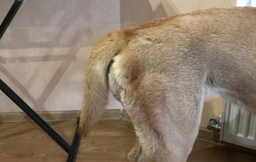 Опухоль под хвостом у собаки