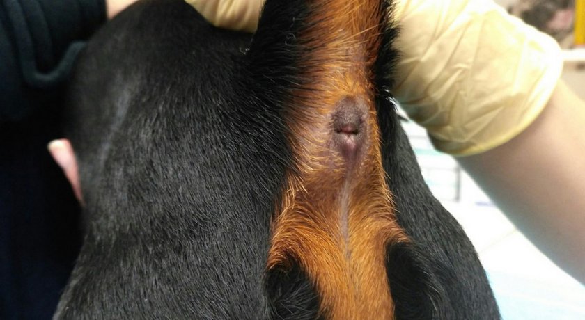 Чистка параанальных желёз у собак