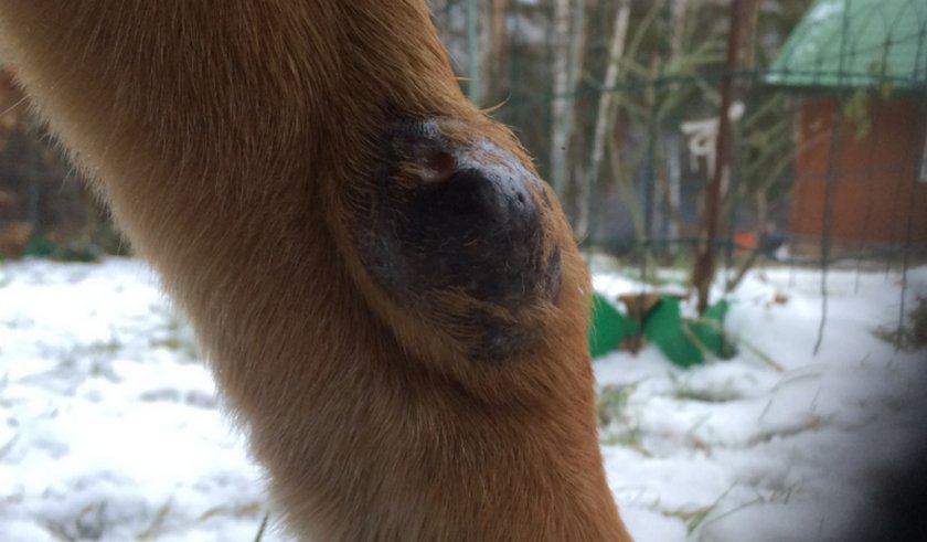 Чёрная шишка на лапе у собаки Чёрная шишка на лапе у собаки