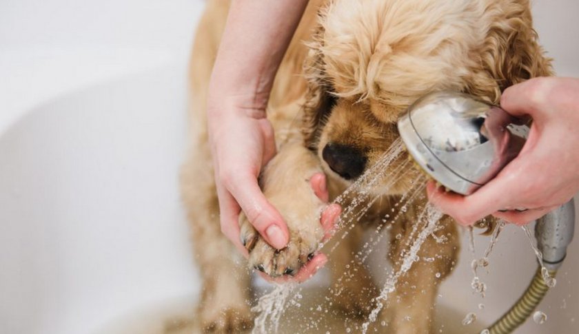 Обработка лап антибактериальным шампунем Обработка лап антибактериальным шампунем