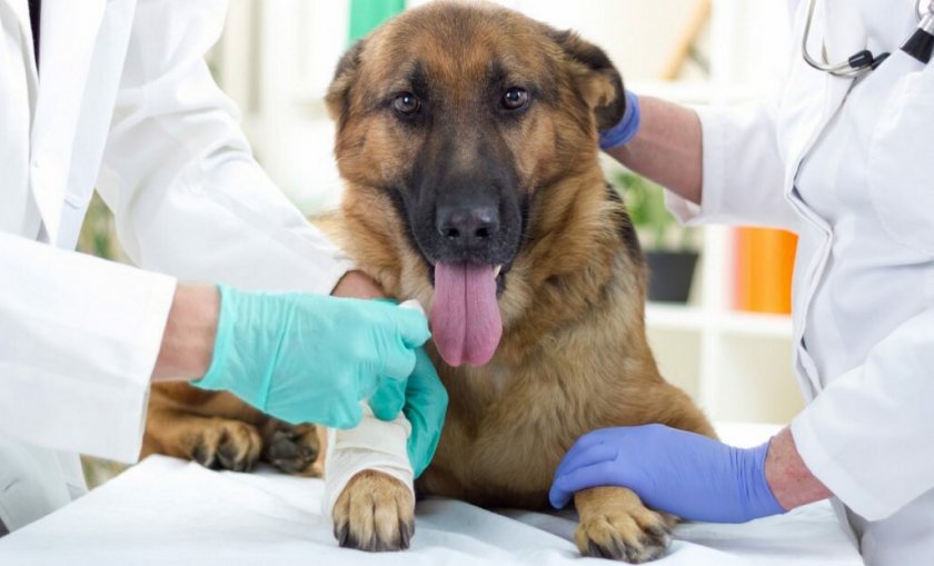 Лечение собаки Лечение собаки