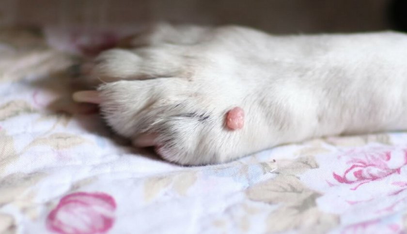 Бородавка на лапе у собаки Бородавка на лапе у собаки