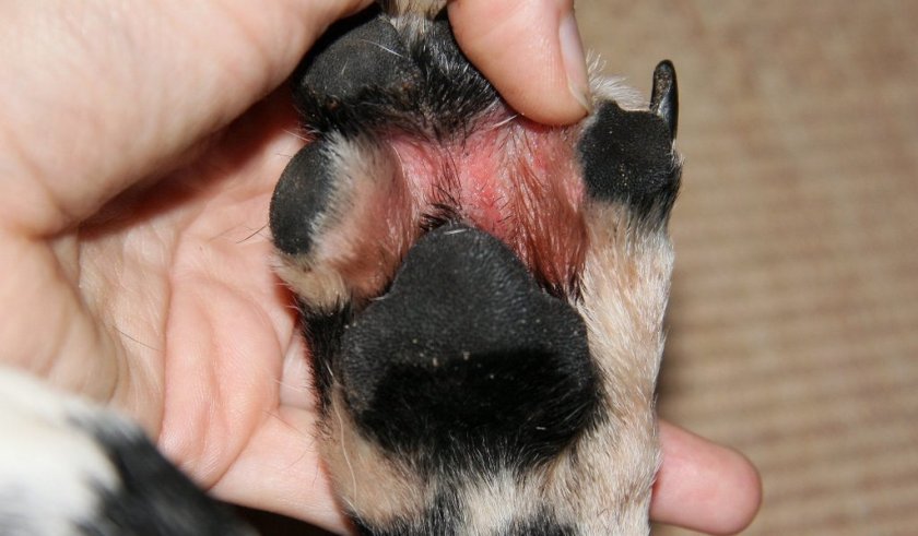 Межпальцевая аллергия у собаки Межпальцевая аллергия у собаки