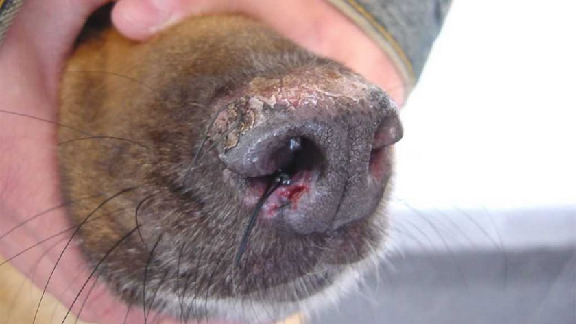 Красная волчанка у собаки