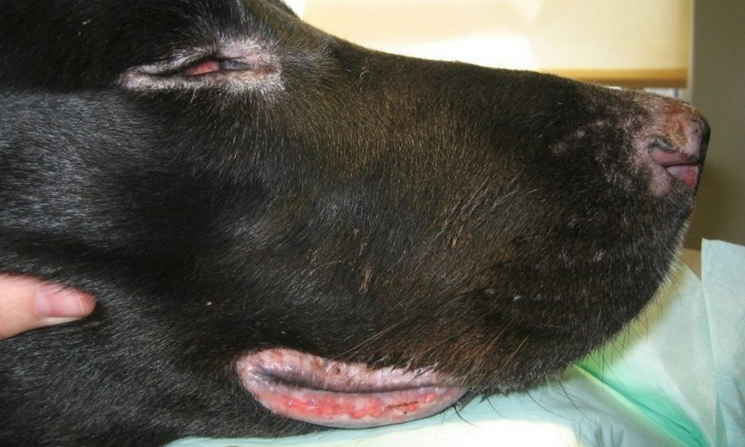 Дискоидная волчанка у собаки