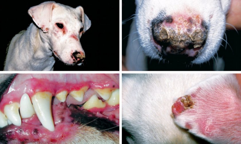 Системная красная волчанка у собаки