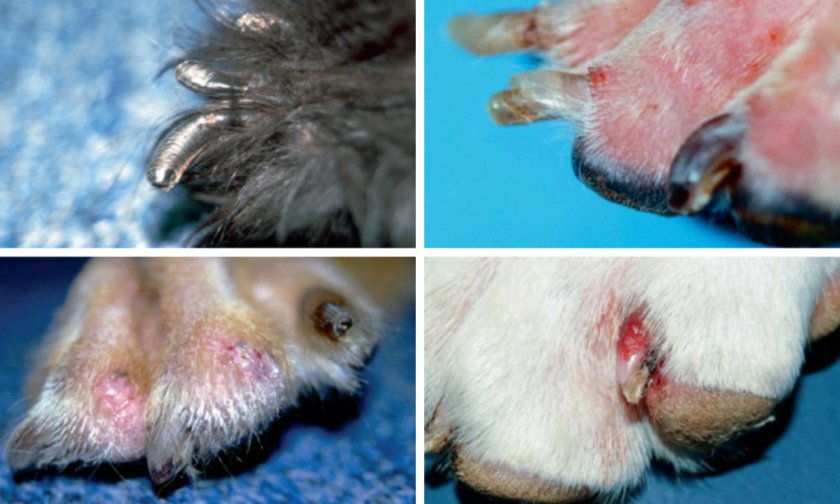 Симметричная волчанка у собаки