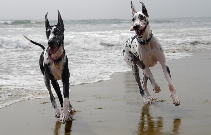 Немецкий дог