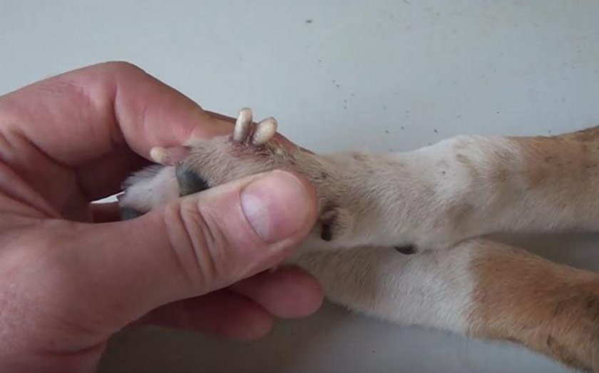 Личинка в собаке