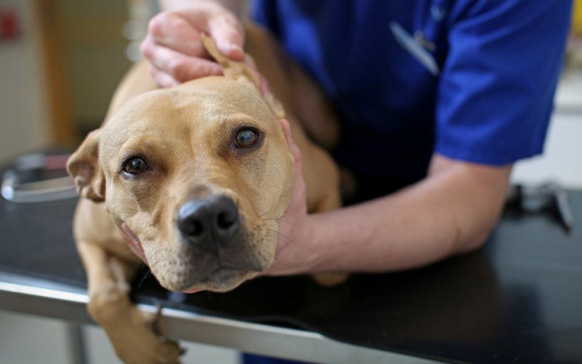 Собака у ветеринара