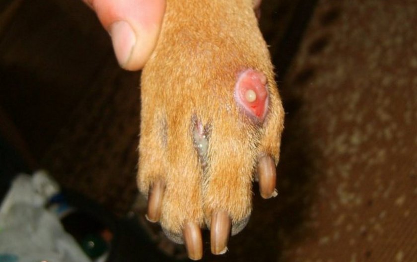 Абсцесс у собаки Абсцесс у собаки