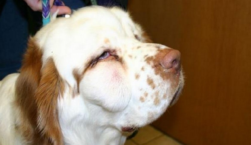 Локализация абсцесса у собаки