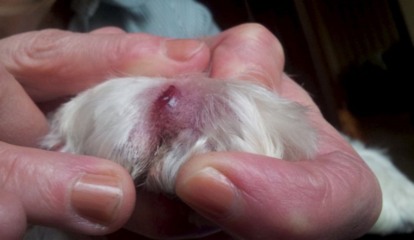 Абсцесс у собаки Абсцесс у собаки