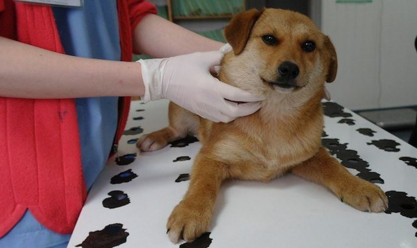 Абсцесс у собаки Абсцесс у собаки