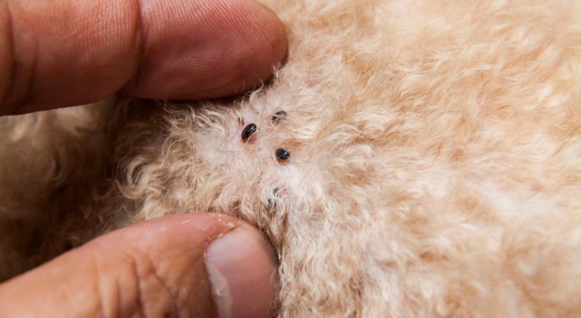 Блохи у собаки