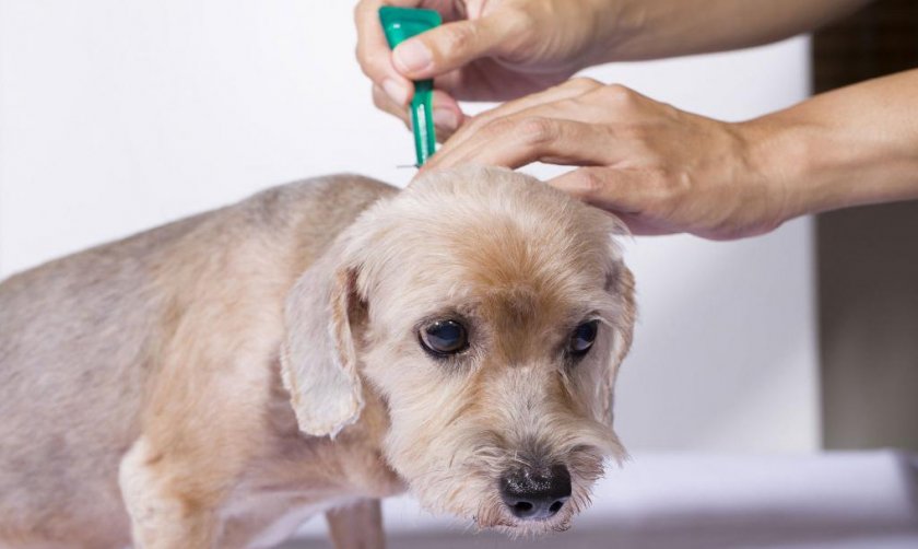 Капли от блох у собаки