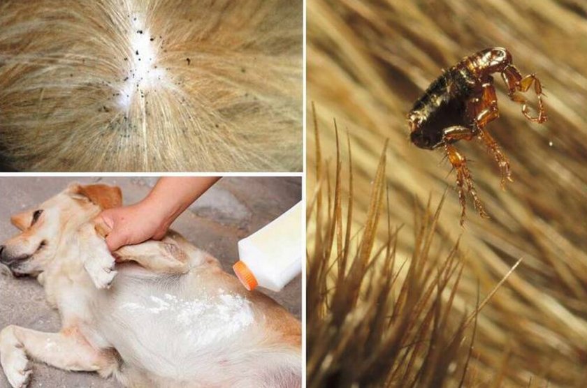 Порошок от блох у собаки