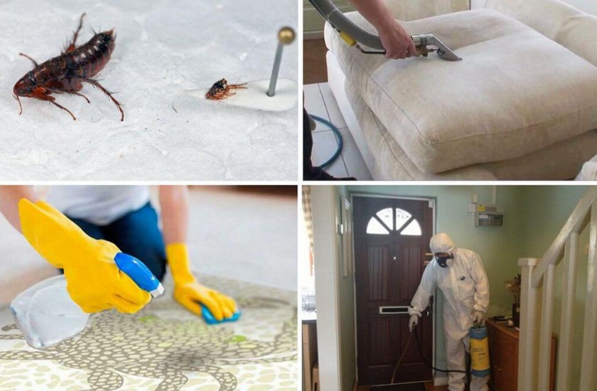 Обработка квартиры от блох