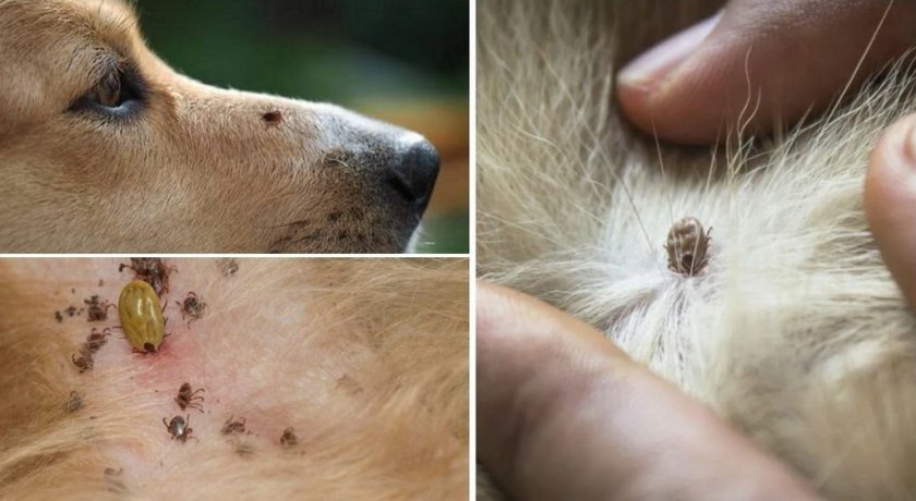 Клещ укусил собаку