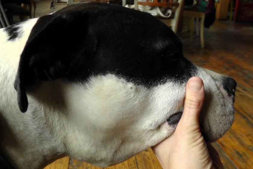 Киста слюнной железы у собаки