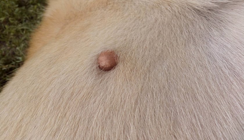 Бородавка у собаки