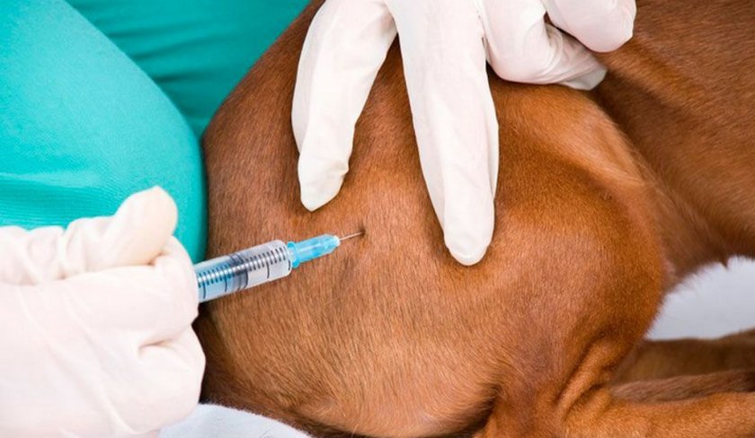 Внутримышечный укол собаке