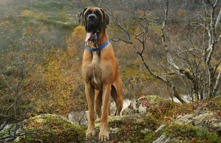 Немецкий дог