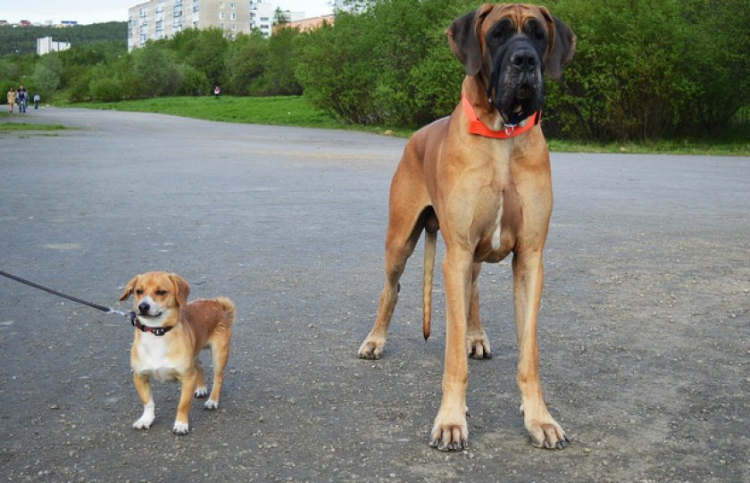 Nemeckij Dog Opisanie Foto Harakter Osobennosti Soderzhaniya I Uhoda Za Porodoj