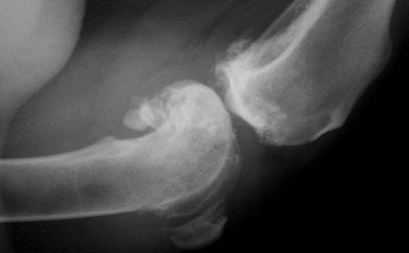 Остеоартрит у собаки