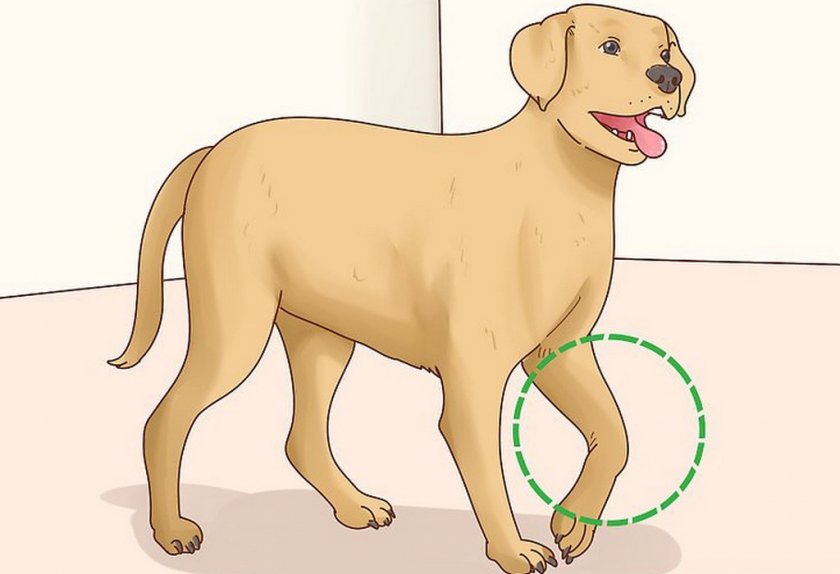 У собаки болит лапа У собаки болит лапа